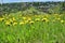 field with yellow dandelion flowers on the background of a ranch, taken at an angle of 0 degrees. close-up, soft focus