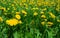 Field of yellow dandelions