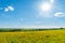 Field with yellow dandelions, blue sky and sun.