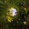 Field of yellow dandelions in the green forest at sunset. Tiny Little Planet