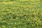 Field of yellow dandelions green meadow grass