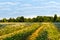 Field with yellow dandelions and road