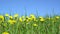 Field of yellow dandelions under blue sky