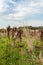 Field with yellow dry grass and Rumex confertus. Tall stalks of dry grass. Forest on the horizon. Blue sky with white clouds.