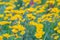 Field of yellow flower lance leaved, Coreopsis lanceolata, Lanceleaf Tickseed or Maiden's eye