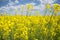 Field of yellow flowering oilseed on a cloudy blue sky in springtime Brassica napus, Blooming canola, bright