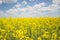 Field of yellow flowering oilseed on a cloudy blue sky in springtime Brassica napus, Blooming canola, bright