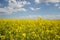 Field of yellow flowering oilseed on a cloudy blue sky in springtime Brassica napus, Blooming canola, bright