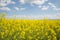 Field of yellow flowering oilseed on a cloudy blue sky in springtime Brassica napus, Blooming canola, bright