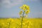 Field of yellow flowering oilseed on a cloudy blue sky in springtime Brassica napus, Blooming canola, bright