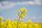 Field of yellow flowering oilseed isolated on a cloudy blue sky in springtime Brassica napus, Blooming canola, bright