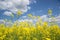 Field of yellow flowering oilseed isolated on a cloudy blue sky in springtime Brassica napus, Blooming canola, bright