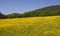 Field of yellow flowers