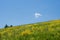 Field of yellow flowers