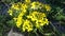 Field yellow flowers on a background of stones.