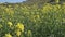 Field of yellow flowers. Close-up of turnip flowers.