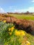 Field of yellow flowers daffodil narcissus springtime