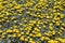 A field of yellow flowers - Gazania rigens