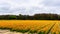 Field of yellow flowers. Holland tulips in spring. Amsterdam, Netherlands.