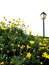 Field of yellow flowers with lamp