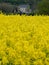 Field of Yellow Flowers with Manor in Background French Countryside