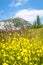 Field of yellow flowers with mountain Hochobir in Carinthia, Austria