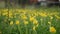 field of yellow flowers in my garden