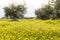 Field of yellow flowers. Nature, beautiful background