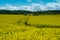 Field of yellow flowers, oil seed rape