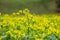 Field with yellow flowers of rapeseed, also called Brassica napus or Raps