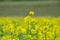 Field with yellow flowers of rapeseed, also called Brassica napus or Raps