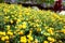 Field of yellow flowers at a resort in Maui at Hawaii, USA