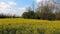Field with Yellow Flowers in Spring