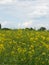 Field of yellow flowers during spring before harvest at farm