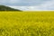 field of yellow flowers to the horizon, the trees in the distance, the flowers of rapeseed