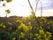 Field yellow flowers transparent at sunset in the sun