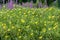 Field of yellow Large-flower primrose-willow Ludwigia grandiflora plants