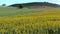 Field with yellow lupines