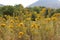 A Field of Yellow Mountain Rabbitbrush Flowers