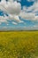 Field of yellow mustard plants in wine vineyard of Spain