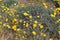 Field of Yellow Poppies along Beachside Cliff