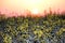 Field of yellow rape, colza flowers in sunrise light