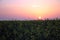 Field of yellow rape, colza flowers in sunrise light