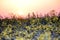 Field of yellow rape, colza flowers in sunrise light