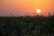 Field of yellow rape, colza flowers in sunrise light