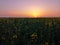 Field of yellow rape, colza flowers in sunrise light