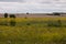 Field with yellow rape flowers with horizon trees and cloudy sky