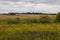 Field with yellow rape flowers with horizon trees and cloudy sky