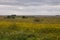 Field with yellow rape flowers with horizon trees and cloudy sky