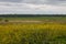 Field with yellow rape flowers with horizon trees and cloudy sky